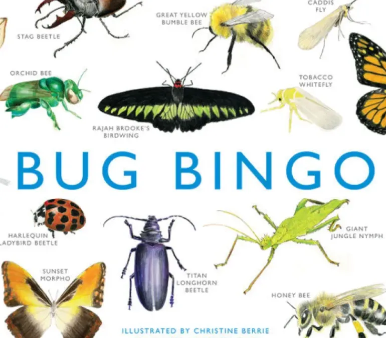 Brumby - Bingo - Bug
