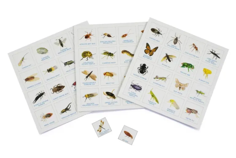 Brumby - Bingo - Bug