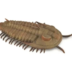 Collecta - Redlichia Rex Trilobite