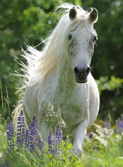 Ravensburger - 100Pc Horse in Flowers Puzzle