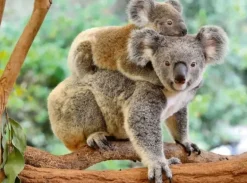 Ravensburger - 200Pc Koala Love Puzzle