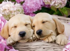 Ravensburger - 300Pc Sweet Dogs in a Basket Puzzle