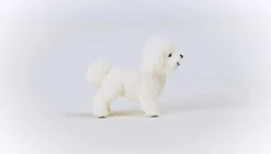 Schleich - Bichon Frise