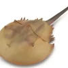 Collecta - Horseshoe Crab