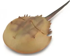 Collecta - Horseshoe Crab