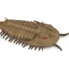 Collecta - Redlichia Rex Trilobite