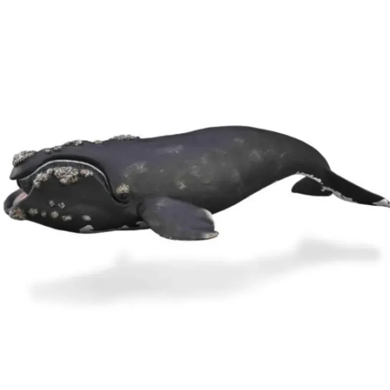 Collecta - Right Whale