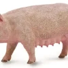 Collecta - Sow