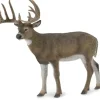 Collecta - White-Tailed Deer