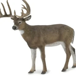 Collecta - White-Tailed Deer