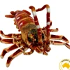 Huggable - Corney Crayfish 32cm