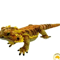 Huggable - Kambera Bearded Dragon
