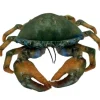 Huggable - Mason Mud Crab