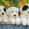 Ravensburger - 200Pc Cuddly Puppies Puzzle