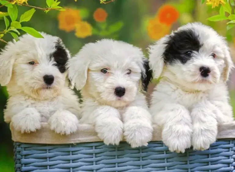 Ravensburger - 200Pc Cuddly Puppies Puzzle