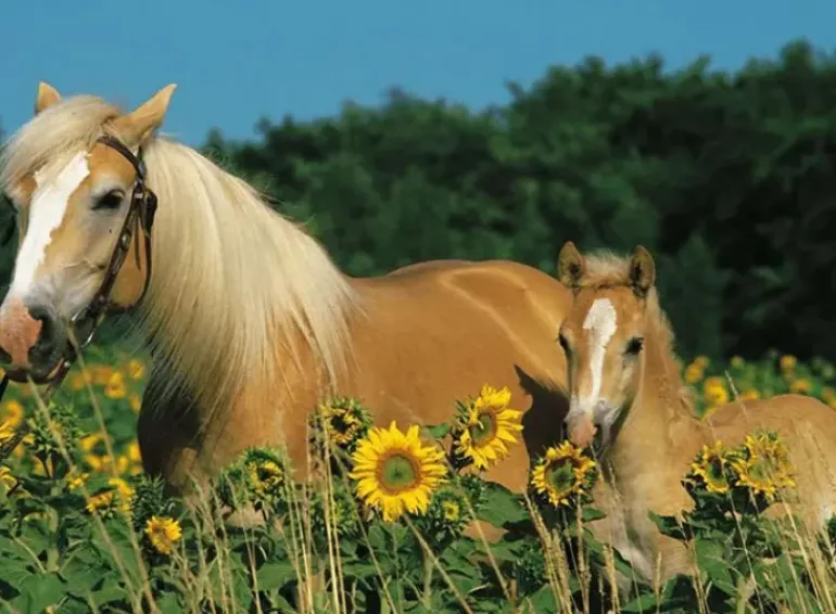 Ravensburger - 200pc Horse Happiness Puzzle