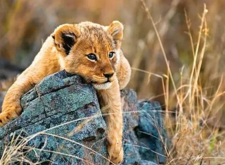 Ravensburger - 200Pc Little Lion Puzzle