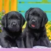 Ravensburger - 300Pc Puppy Life Puzzle