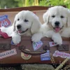 Ravensburger - 100Pc Travelling Puppies Puzzle