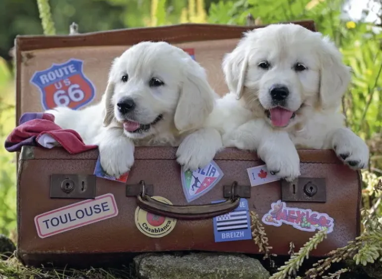 Ravensburger - 100Pc Travelling Puppies Puzzle