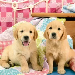 Ravensburger - 3 x 49Pc Cute Puppy Dogs Puzzle