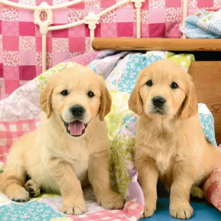 Ravensburger - 3 x 49Pc Cute Puppy Dogs Puzzle
