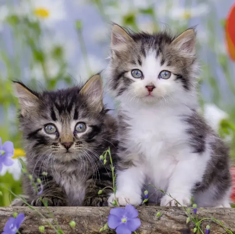 Ravensburger - 3 x 49Pc Kittens Puzzle