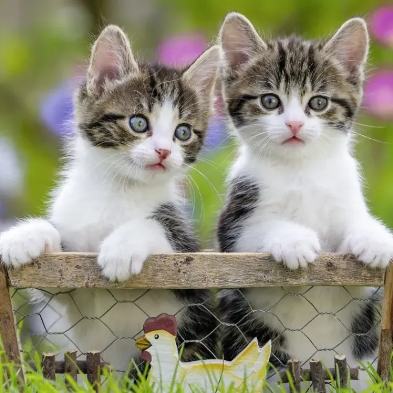 Ravensburger - 3 x 49Pc Kittens Puzzle