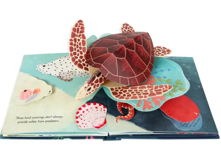 Shells Pop Up Book of Wonder (Hard Back)