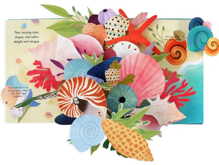 Shells Pop Up Book of Wonder (Hard Back)