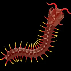 Terra - Remote Controlled Centipede - Giant Scolopendra